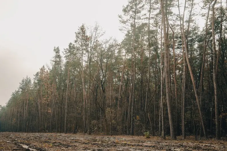 Садять ліс і знімають TikTok-відео: як живе шкільне лісництво “Нескучанське” на Сумщині Садять ліс і знімають TikTok-відео: як живе шкільне лісництво “Нескучанське” на Сумщині