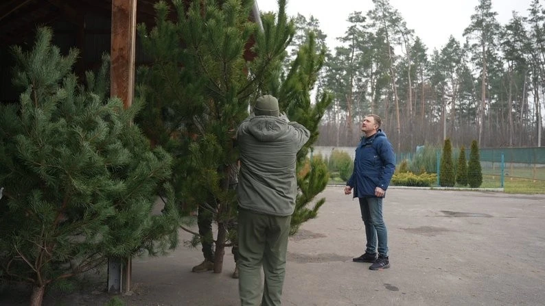 На Сумщині стартував сезон ялинок: ціни, локації та настрій перед святами