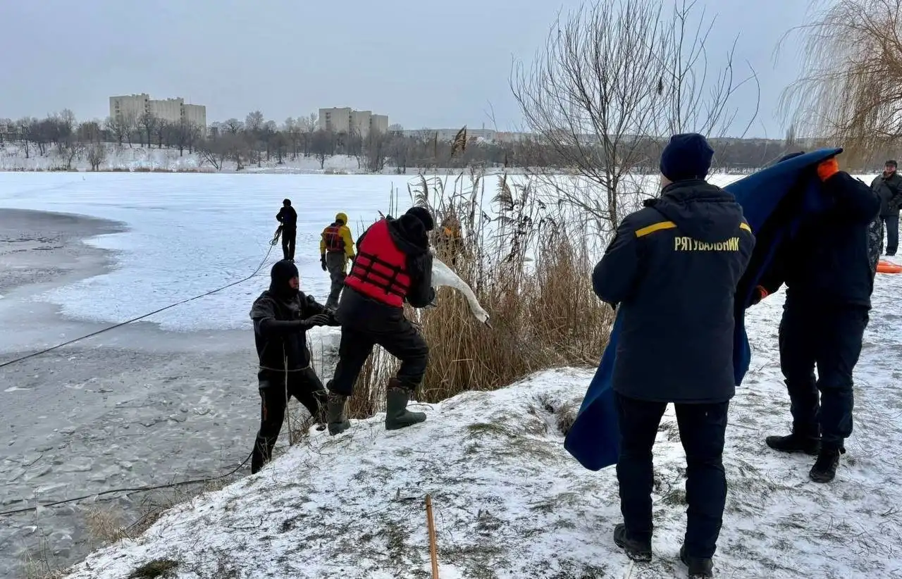 Крижаний полон на озері: у Сумах щодня рятують лебедів і качок