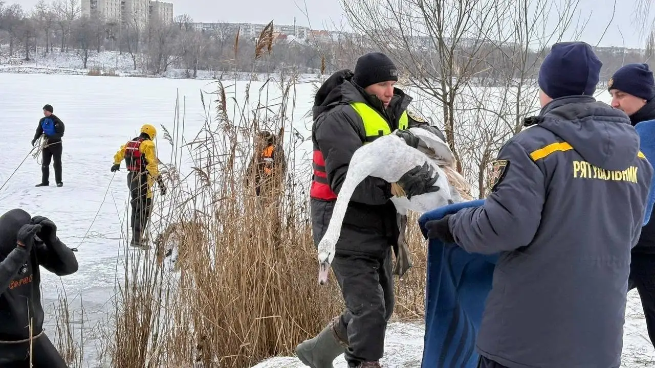Крижаний полон на озері: у Сумах щодня рятують лебедів і качок