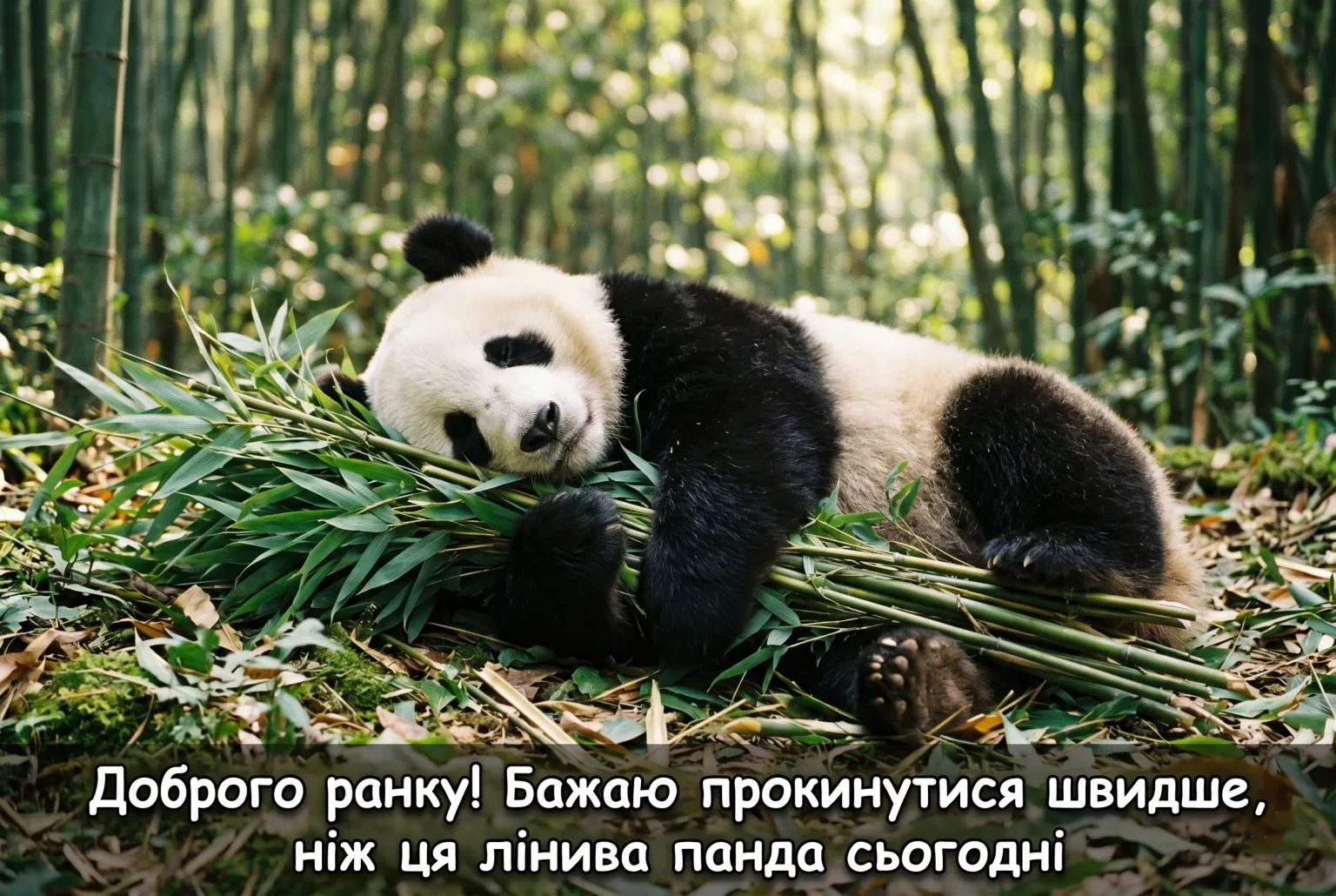 Прикольні картинки з доброго ранку: привітання для чудового настрою та усмішок